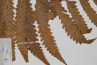 邊緣鱗蓋蕨藏品圖，第4張