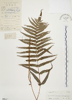 毛蕨藏品圖，第1張