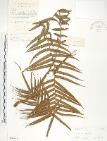 鱗蓋鳳尾蕨藏品圖，第1張