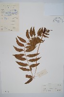 离脈柳葉蕨藏品圖，第1張