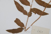 离脈柳葉蕨藏品圖，第5張