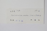 盾蕨藏品圖，第2張