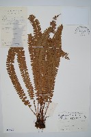 圓頂耳蕨藏品圖，第1張