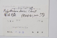 圓頂耳蕨藏品圖，第2張