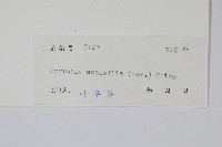 相異石韋藏品圖，第2張