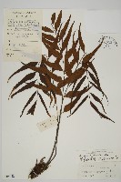 鐮葉鐵角蕨藏品圖，第1張