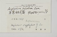 鐮葉鐵角蕨藏品圖，第2張