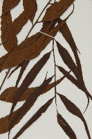 鐮葉鐵角蕨藏品圖，第3張