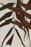 鐮葉鐵角蕨藏品圖，第5張