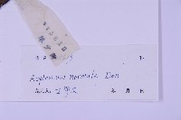 生芽鐵角蕨藏品圖，第2張