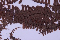 生芽鐵角蕨藏品圖，第4張