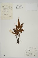 鐮葉鐵角蕨藏品圖，第1張