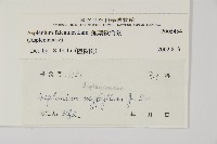 鐮葉鐵角蕨藏品圖，第2張