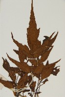 鐮葉鐵角蕨藏品圖，第3張