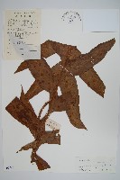 團葉槲蕨藏品圖，第1張