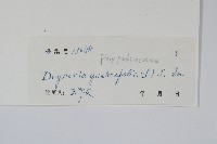 團葉槲蕨藏品圖，第2張