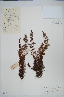 細葉碎米蕨藏品圖，第1張