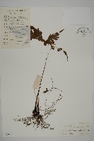 登錄號:P005457藏品圖，第1張