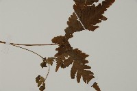 登錄號:P005457藏品圖，第3張