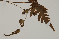 登錄號:P005457藏品圖，第4張