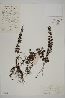 鞭葉鐵線蕨藏品圖，第1張