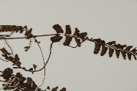 鞭葉鐵線蕨藏品圖，第5張