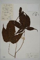 三叉蕨藏品圖，第1張