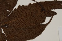 三叉蕨藏品圖，第6張