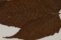 三叉蕨藏品圖，第7張