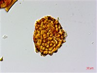 三叉蕨藏品圖，第2張