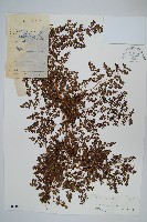 小葉海金沙藏品圖，第1張