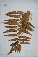 史氏鱗毛蕨藏品圖，第1張