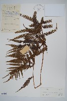 普通假毛蕨藏品圖，第1張