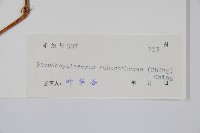 普通假毛蕨藏品圖，第2張