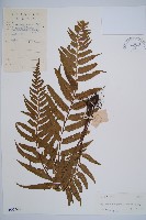 萊氏鐵角蕨藏品圖，第1張