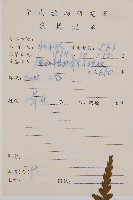 萊氏鐵角蕨藏品圖，第2張