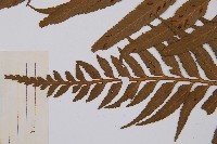 萊氏鐵角蕨藏品圖，第4張