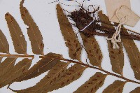 萊氏鐵角蕨藏品圖，第5張