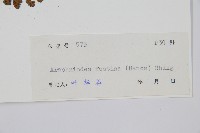 臺灣兩面複葉耳蕨藏品圖，第2張