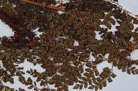 臺灣兩面複葉耳蕨藏品圖，第3張