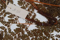 臺灣兩面複葉耳蕨藏品圖，第4張