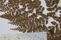 臺灣兩面複葉耳蕨藏品圖，第5張