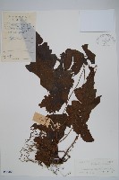 羽裂聖蕨藏品圖，第1張