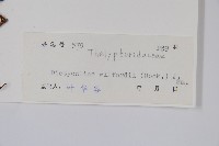 羽裂聖蕨藏品圖，第2張