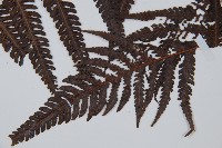 金狗毛蕨藏品圖，第3張