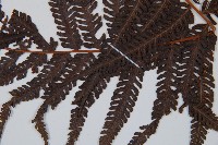 金狗毛蕨藏品圖，第4張