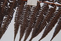 金狗毛蕨藏品圖，第5張