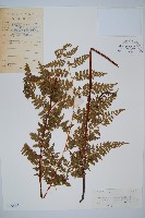 光葉碗蕨藏品圖，第1張