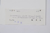 光葉碗蕨藏品圖，第2張