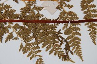 光葉碗蕨藏品圖，第3張